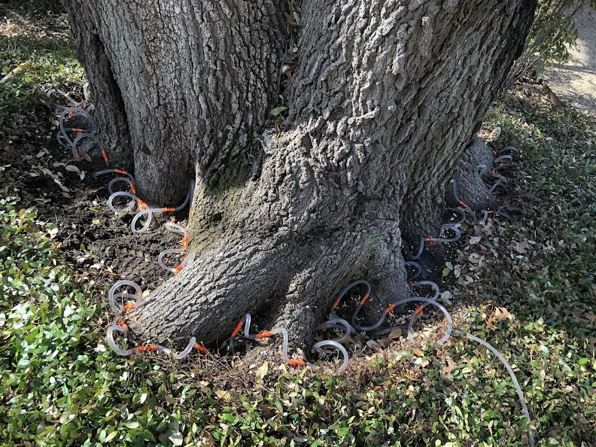 Detailed Tree Cabling and Bracing job site in Bear River City
