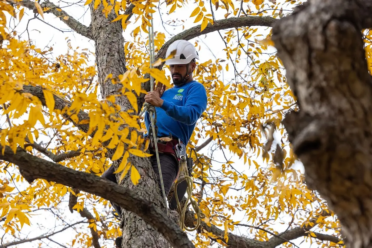 Skilled Tree Planing crew working in Bear River City