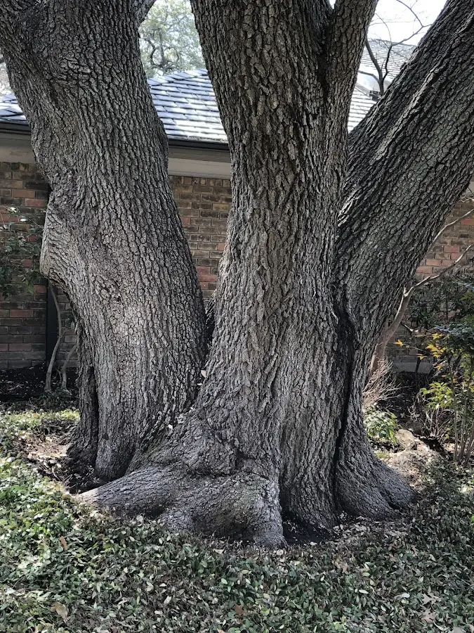 Mature heritage tree close to a Bear River City property cared for by certified arborists